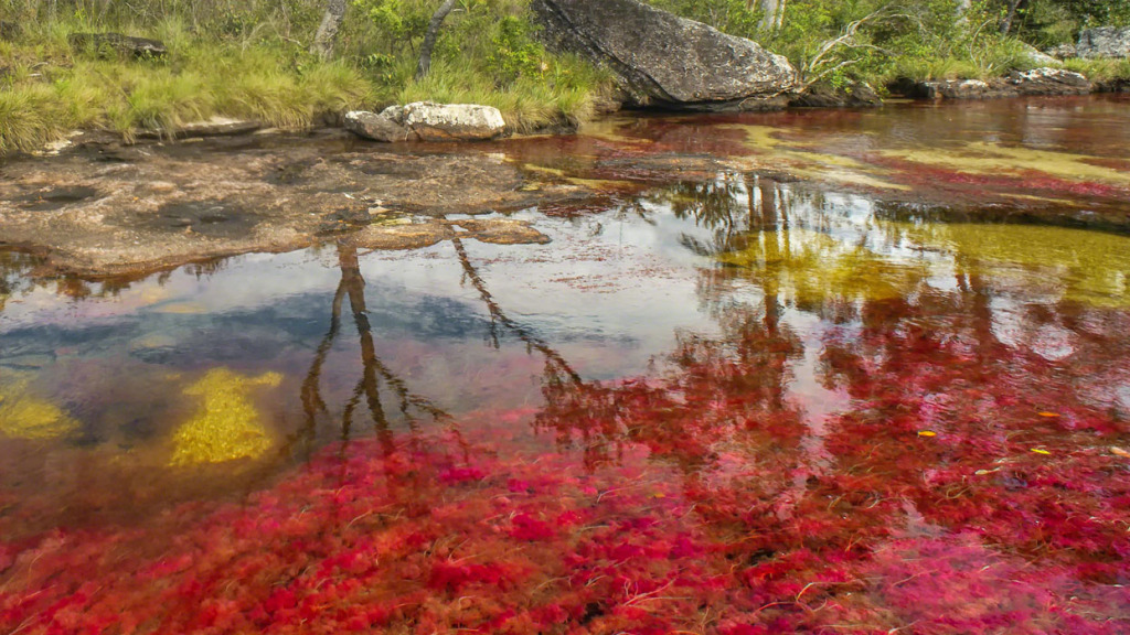 caño cristales colombia