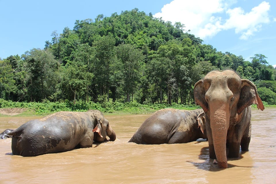 ELEFANTES EN CHIANG MAI